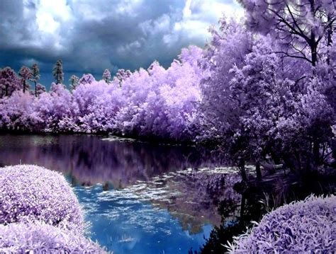 Spring Wallpaper Purple Natures Important Wallpapers