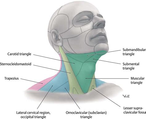 Anatomy Of Human Neck And Throat