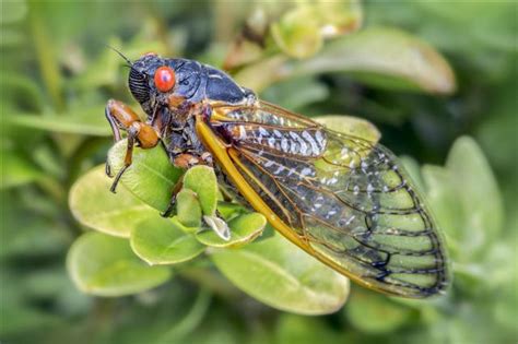 A Comparison Between Locusts And Cicadas To Help You Identify Them