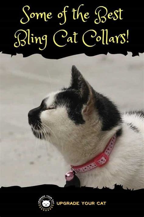 Bling Cat Collars Make Your Cat The Envy Of Their Peers