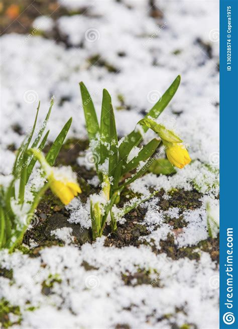 Daffodil Blooming Through The Snow Stock Photo Image Of