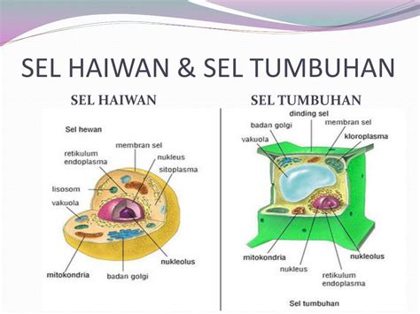 Tidak terdapat pada sel haiwan. PPT - SEL HAIWAN DAN TUMBUHAN PowerPoint Presentation ...