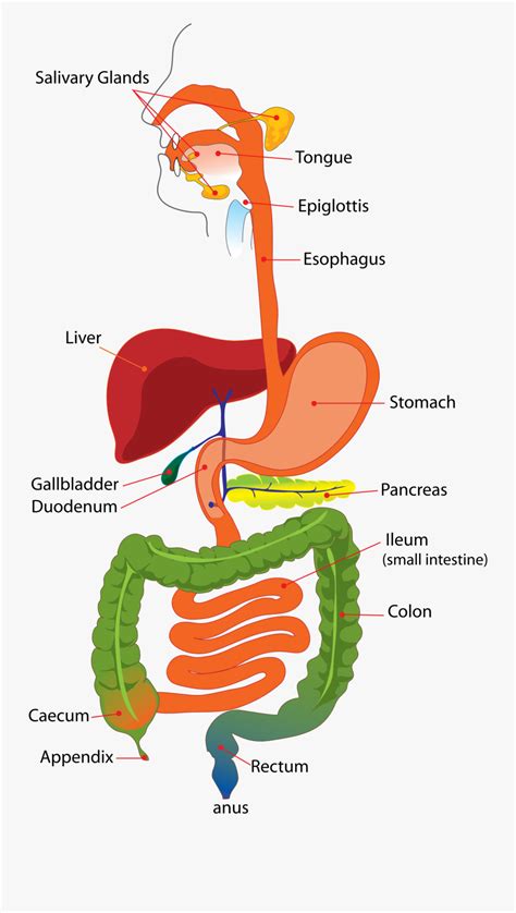 Learn vocabulary, terms and more with flashcards, games and other study tools. Simple Diagram Of The Digestive System , Free Transparent ...