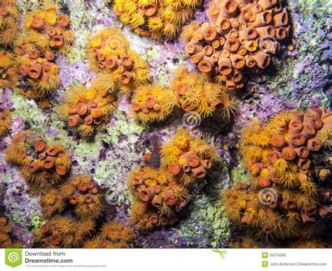 Orange Cup Coral Tubastrea Coccinea Stock Photo Image Of Coccinea