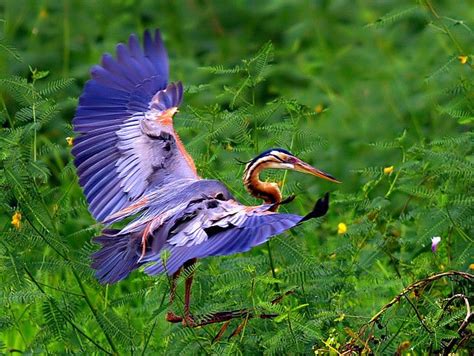 Purple Heron Egrets And Herons Heron Beautiful Birds