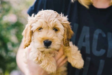Adopting A Cockapoo Is A Life Long Commitment So Be Prepared