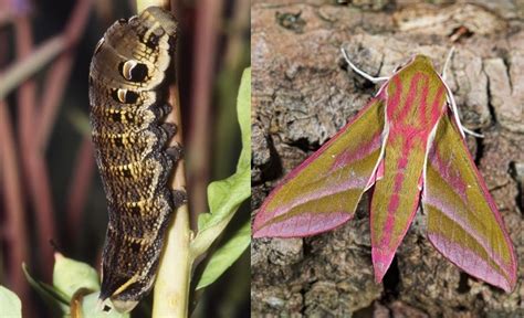 British Caterpillar Identification 10 Species Woodland Trust