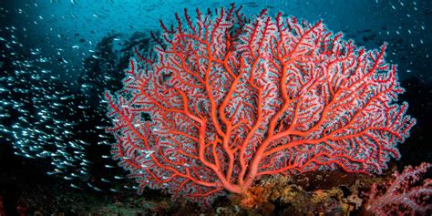 Naturaleza Sorpremdente Arrecifes De Coral