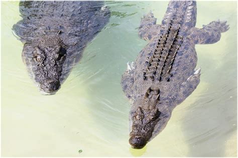 True Love Video Of Two Crocodiles Swimming Together In Australia Is