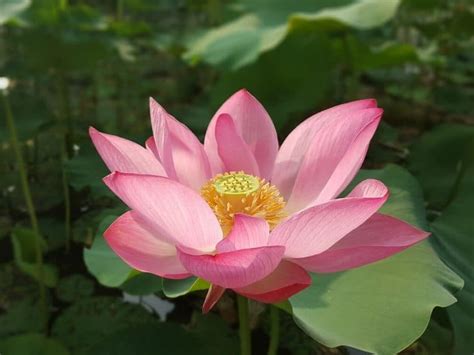 37 Different Types Of Lotus Flowers And How To Grow Florgeous