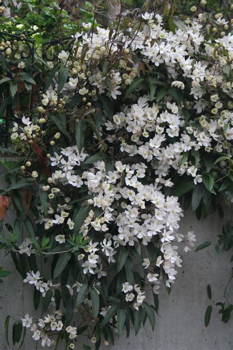 We did not find results for: Clematis armandii 'Apple Blossom' | Clematis, Evergreen ...