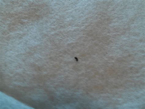 Bed Bug Droppings Pictures Bangdodo
