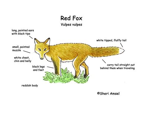 Fox Red Exploring Nature Educational Resource Fox Animals