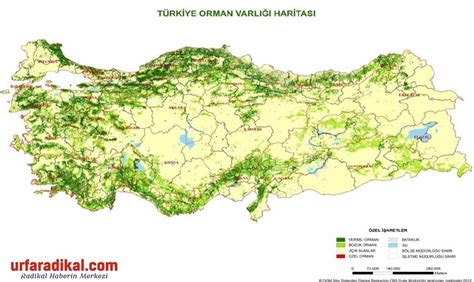 Türkiye de Ormanlar Ve Ağaç Türleri Özel Haber Urfa Radikal