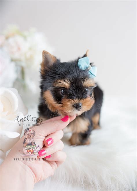 Yorkshire Terrier Puppy For Sale At Teacups Puppies Teacup Puppies