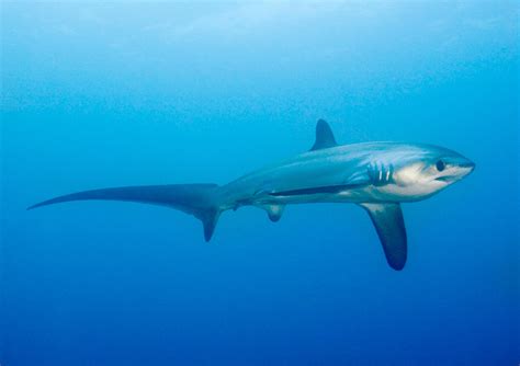 Malapascuas Thresher Shark Divers Malapascua Philippines