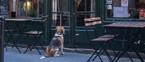 Hond Meenemen Naar Een Restaurant Ontdek Hier Nuttige Tips