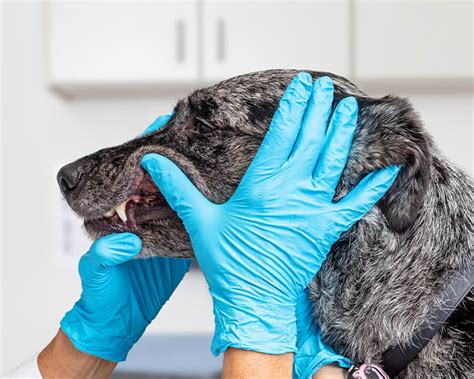 Veterinary Dentistry In Everett Pet Dental Care And Surgery