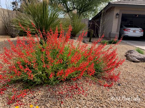 Alisha Wong Arizona Native Flowering Shrubs Arizona Desert Plants
