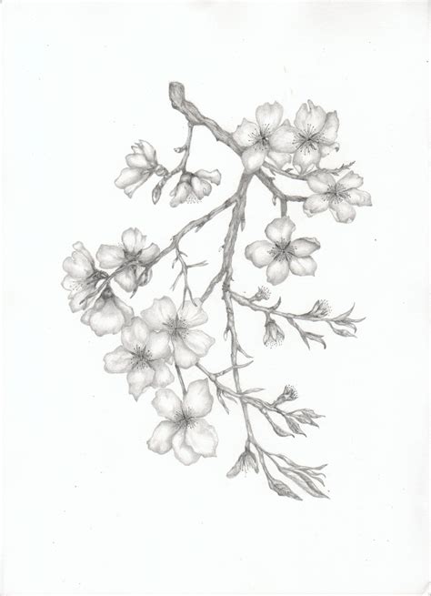 2250 x 1406 jpeg 420 кб. Almond Blossom Branch | Cherry blossom drawing, Almond ...