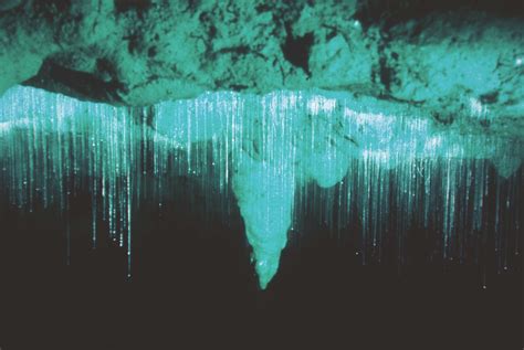 Exploring A Cave Full Of Stars Aka The Waitomo Glowworm Grotto Global