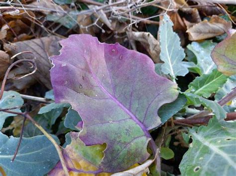 Brassica Oleracea Wild Cabbage Identification Distribution Habitat