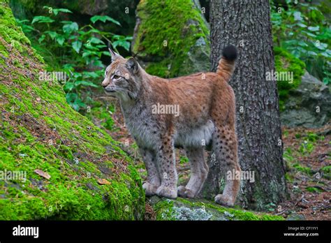 Eurasian Lynx Lynx Lynx In Forest Sweden Stock Photo Alamy