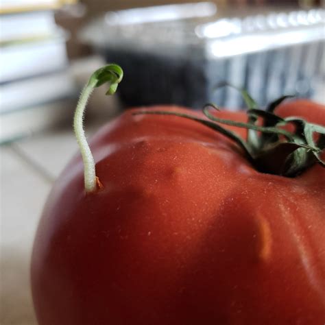 When A Tomato Starts Growing Inside A Tomato Never Seen This Before
