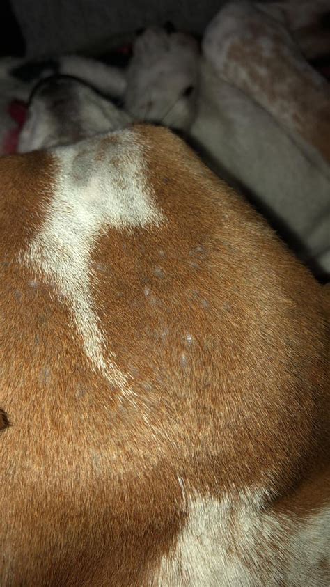 Little Bumps With Bald Spots On 9 Month Old Puppy Mange Rdog