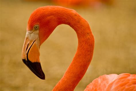 Free Pink Flamingo Photos And Pictures Freeimages