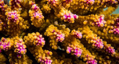 Coral Sex Conceives New Growth For The Great Barrier Reef Great
