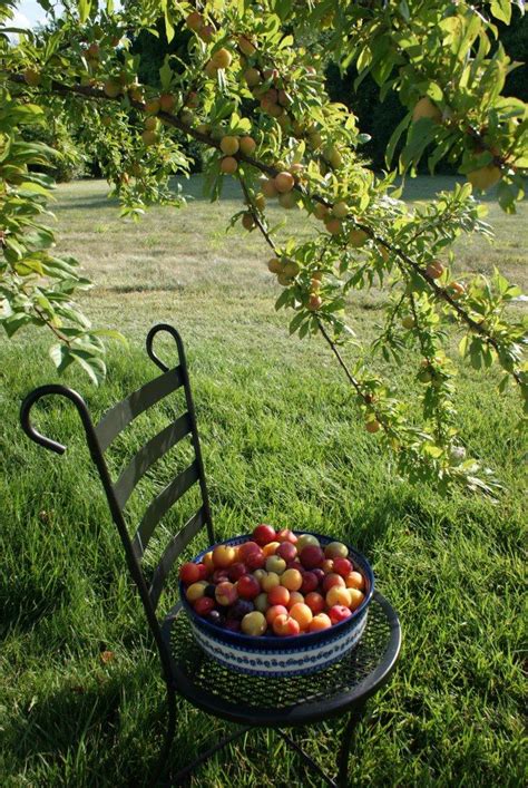They are among the loveliest and earliest trees to blossom after winter, an. Burbank Plum Tree | Plum tree, Fruit trees, Garden plants