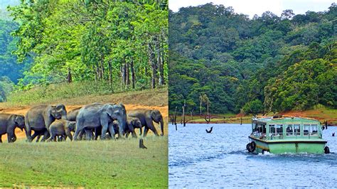 Periyar National Park Kerala A Comprehensive Travel Guide Tripoto