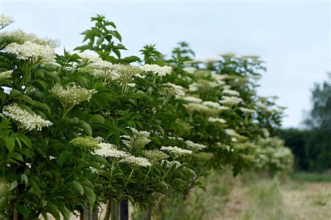 Now Is The Time To Easily Find Elderberry Shrubs A