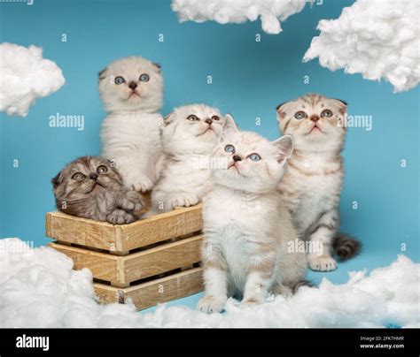 Bunch Of Kittens Hi Res Stock Photography And Images Alamy