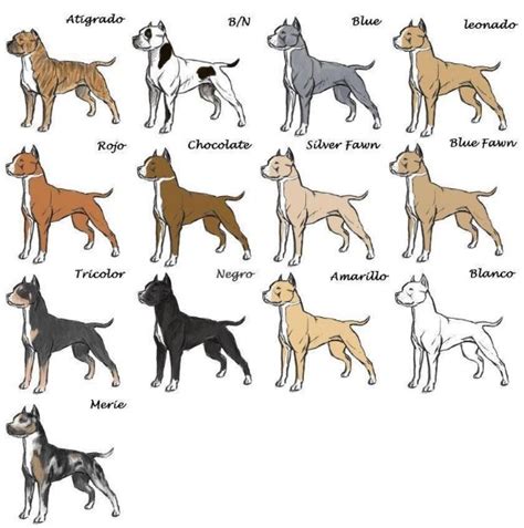 Favorite pitbull color page 8 pit bull chat forum. Pitbull Breeding Color Chart | Pitbull Puppies