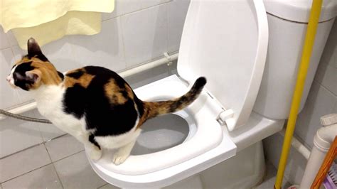 32 Top Photos Teach Cat To Use Toilet 3 Ways To Retrain A Cat To Use