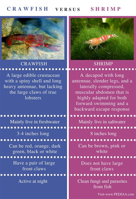Prawns and shrimp also differ in terms of gill structure, pincers, leg structure and reproduction. Difference Between Crawfish and Shrimp - Pediaa.Com