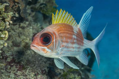 Common Reef Fish Of Florida And The Caribbean