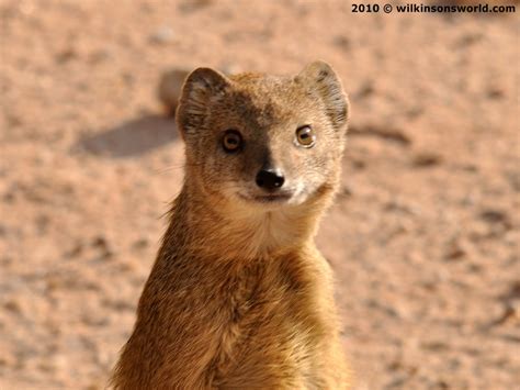 Mongoose Animal Wildlife