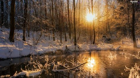 Trees Winter River Great Sunsets Viewes Forest Beautiful Views