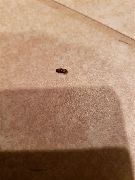 Austin Tx Very Small Thin Bug With Hard Shell Black Dots On Back