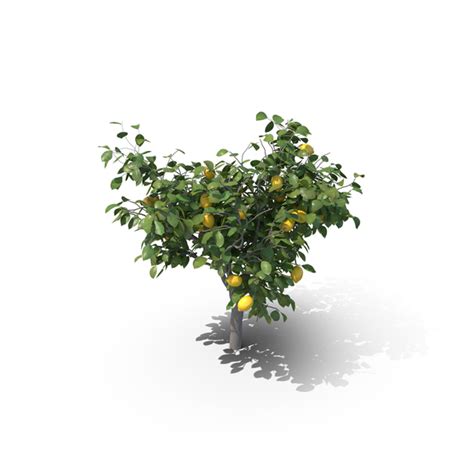 Small man hanging png images for photoshop. Lemon Tree PNG Images & PSDs for Download | PixelSquid ...
