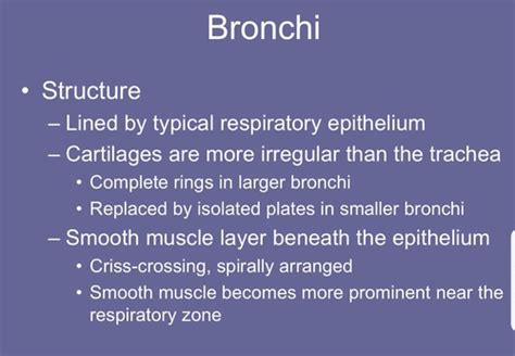 Lecture 3 Respiratory System Flashcards Quizlet