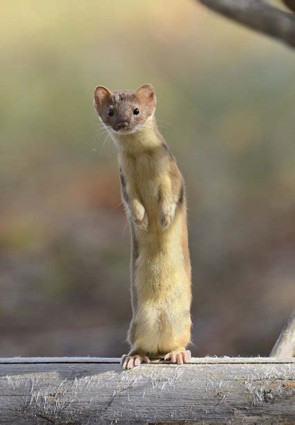 Weasels Are Built For The Hunt The New York Times