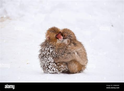 Two Brown Cute Baby Snow Monkeys Hugging And Sheltering Each Other From