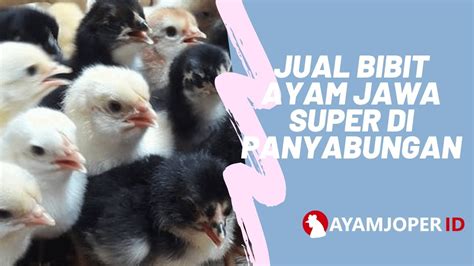 Penasaran seperti apa resep membuat ayam panggang bumbu special yang mudah? Jual Bibit Ayam Jawa Super Di Panyabungan - YouTube