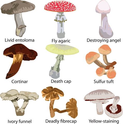 How To Recognize And Use Mushrooms For Food And Fire