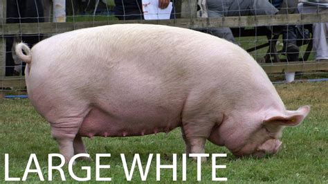 Farm School Large White A Largest Pig Breed Ever 250 Kg 450 Kg