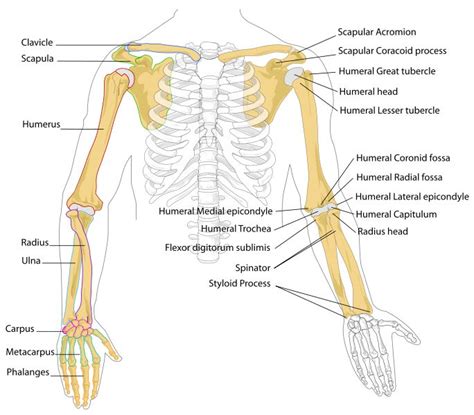 Anatomy Arm Bones Health Medicine And Anatomy Reference Pictures